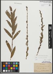 Foto von Salix purpurea L. x Salix viminalis L.